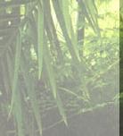 sixf5x2.jpg